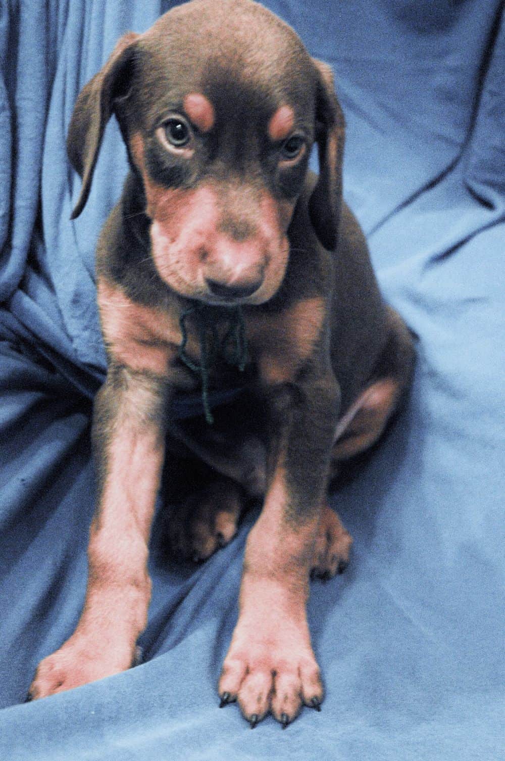 red and rust male Doberman Pinscher  puppy