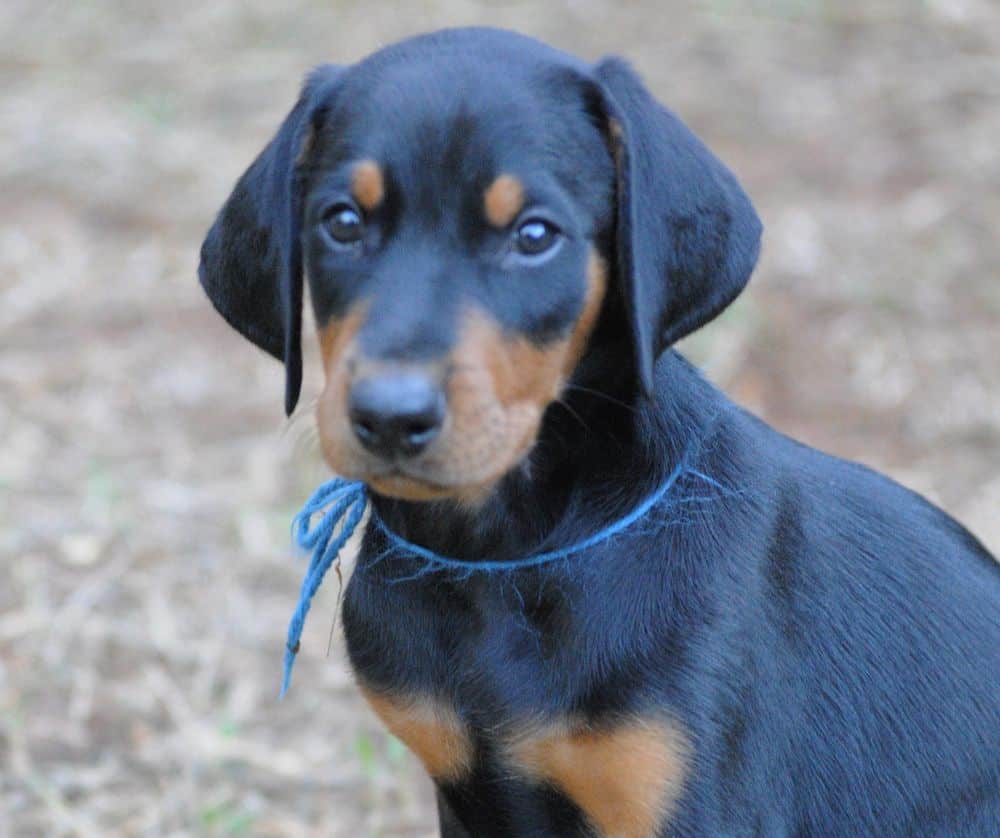 Doberman Pinscher  puppies