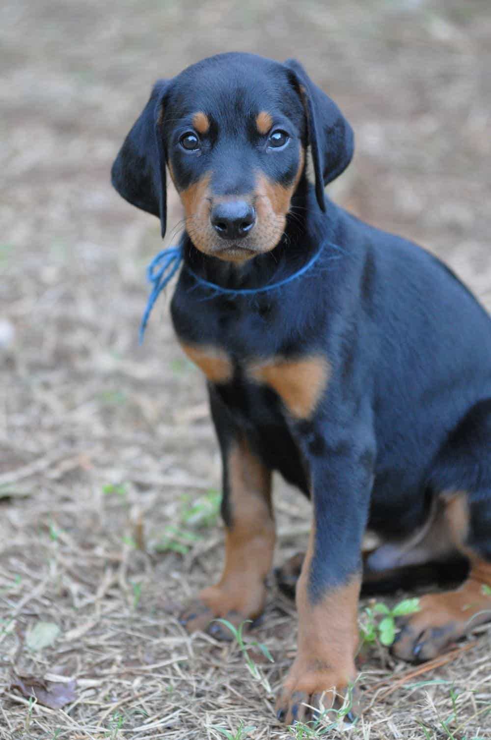 Doberman Pinscher  puppies