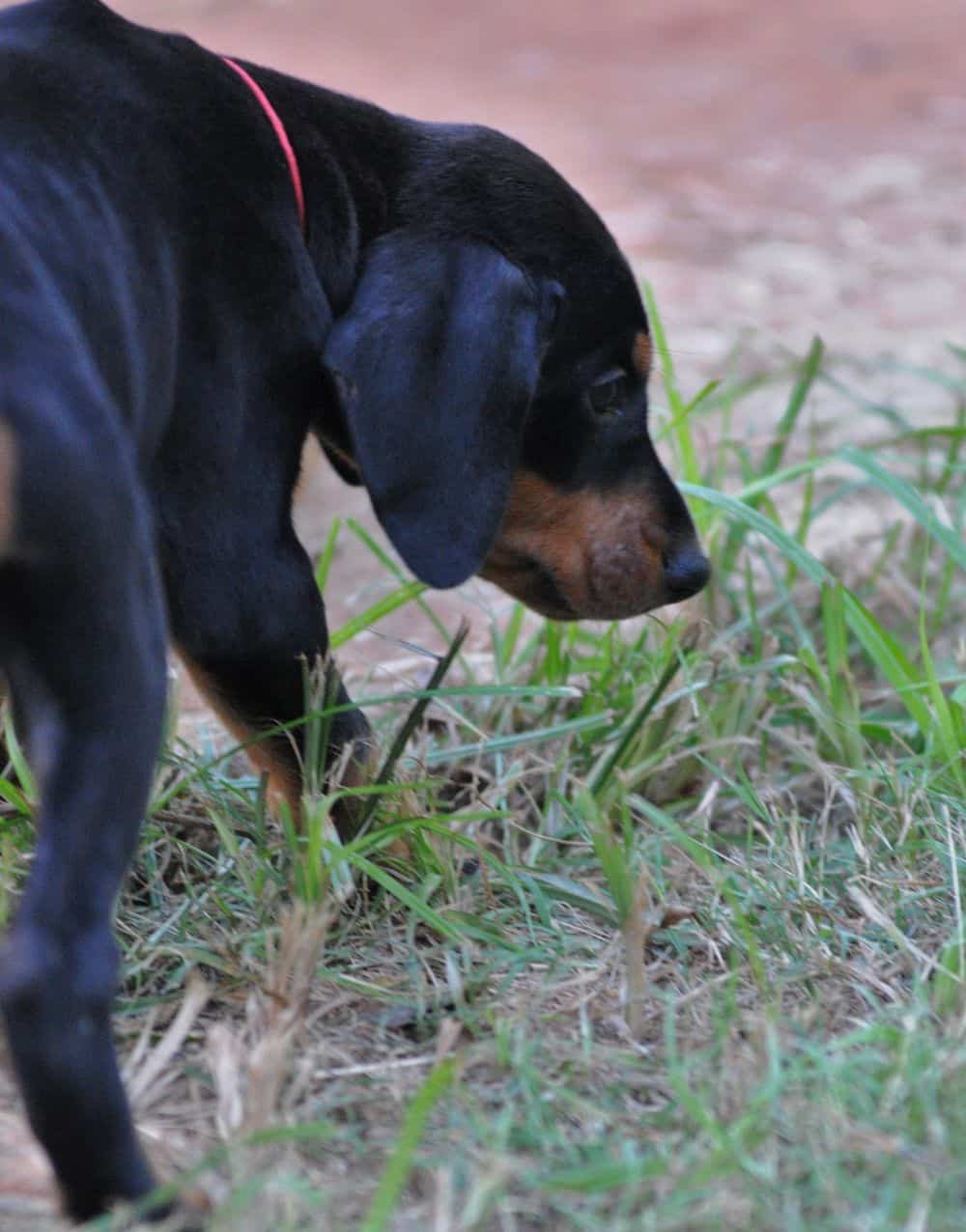 Doberman Pinscher  puppies