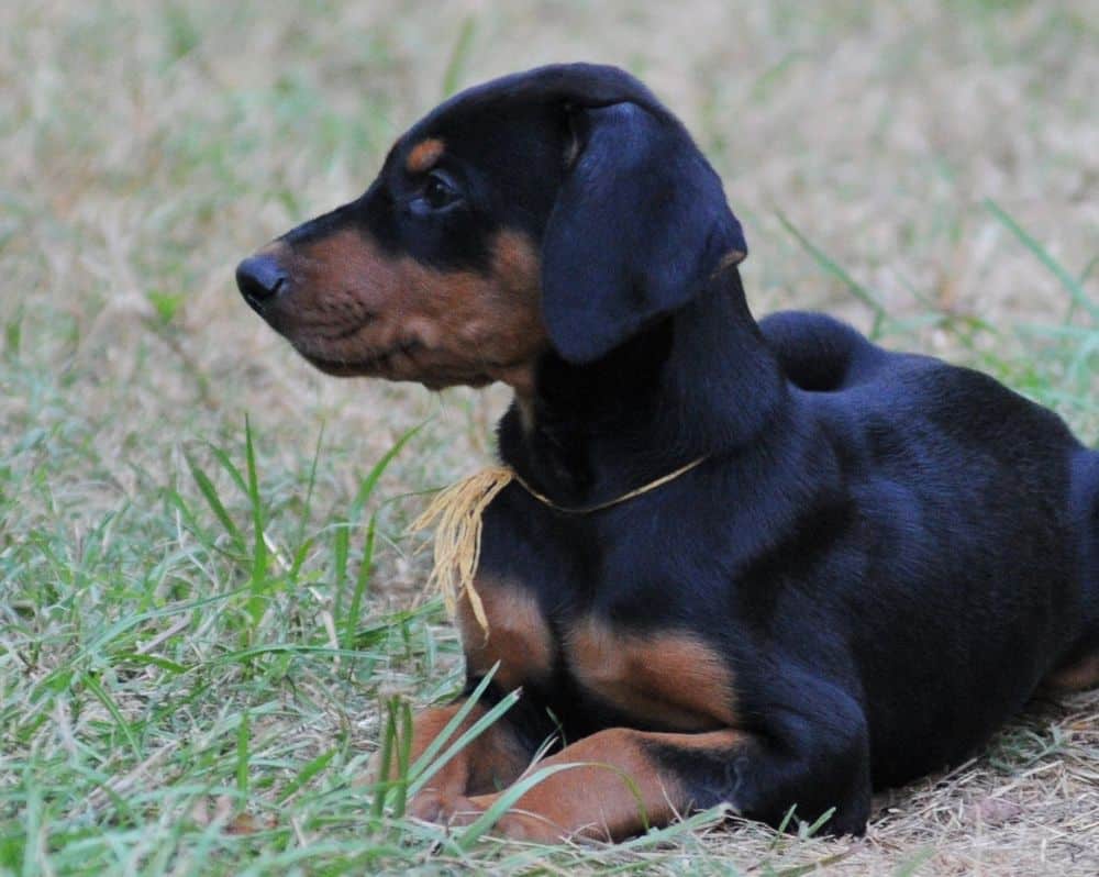 Doberman Pinscher  puppies