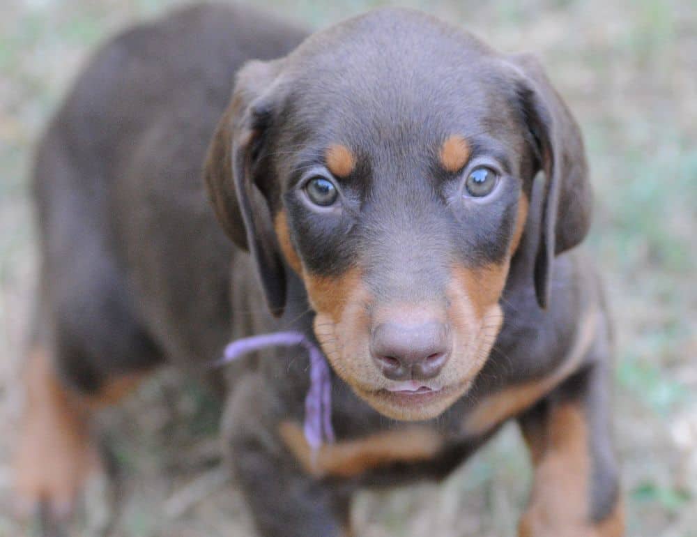 Doberman Pinscher  puppies