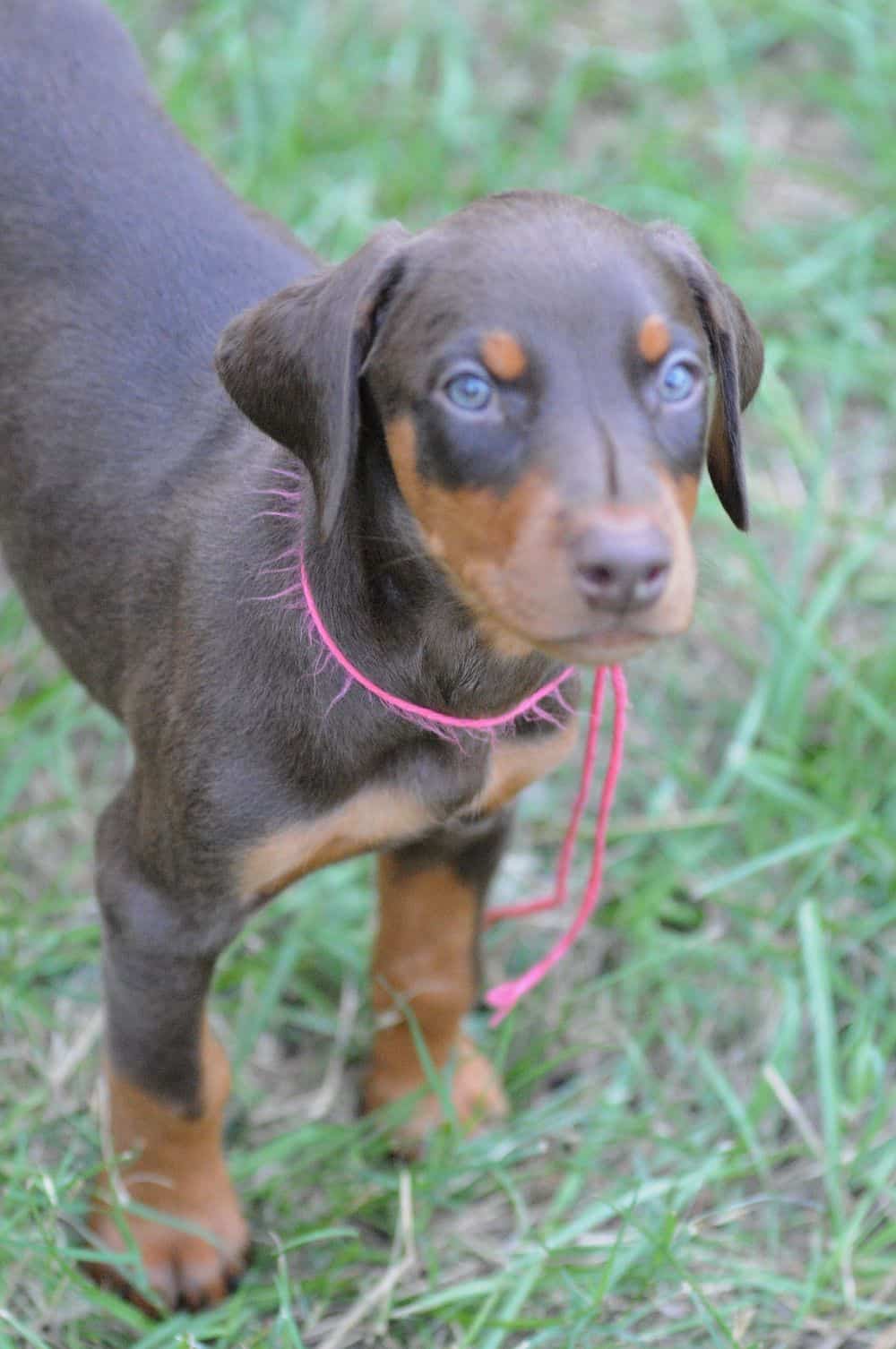 Doberman Pinscher  puppies