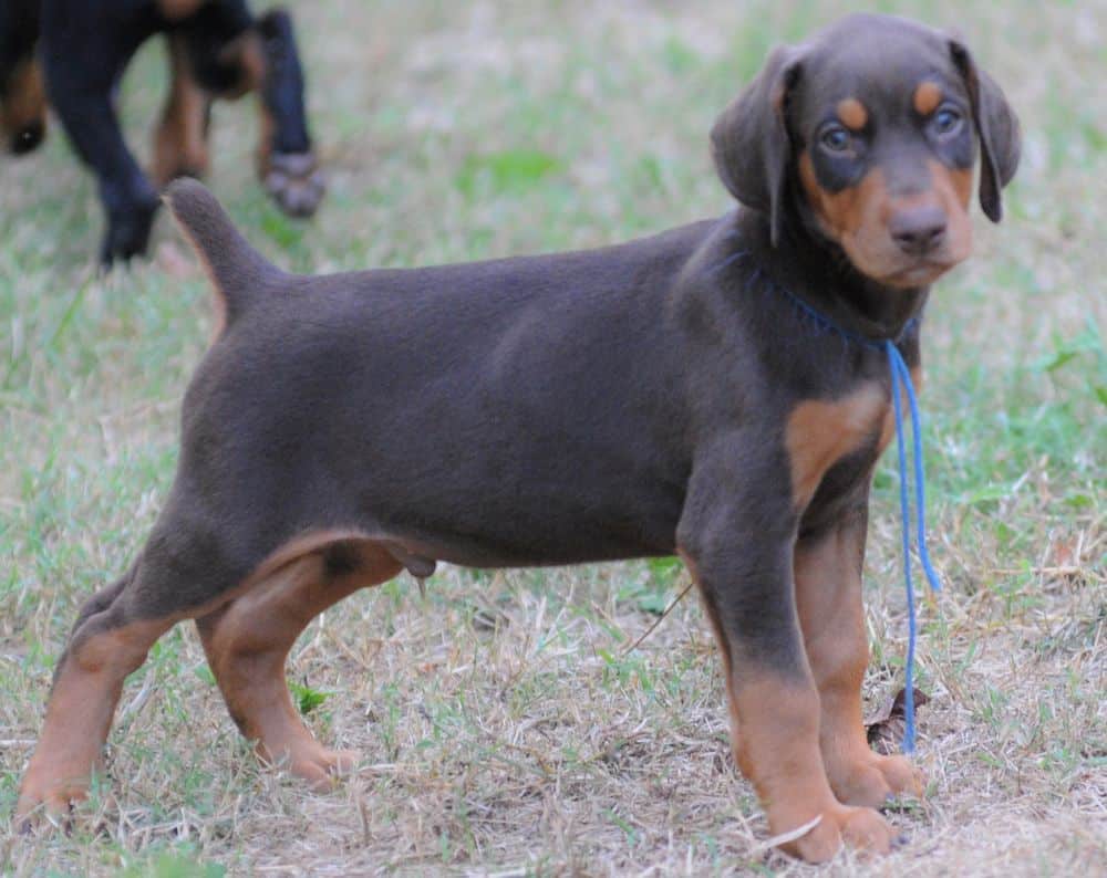 Doberman Pinscher  puppies