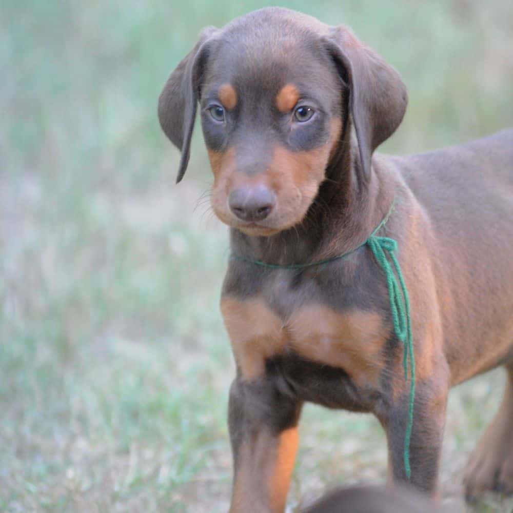 Doberman Pinscher  puppies