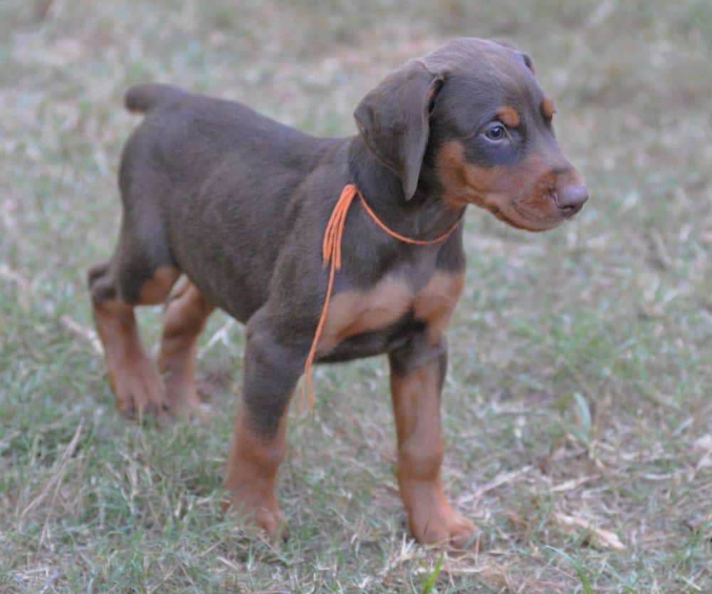 Doberman Pinscher  puppies