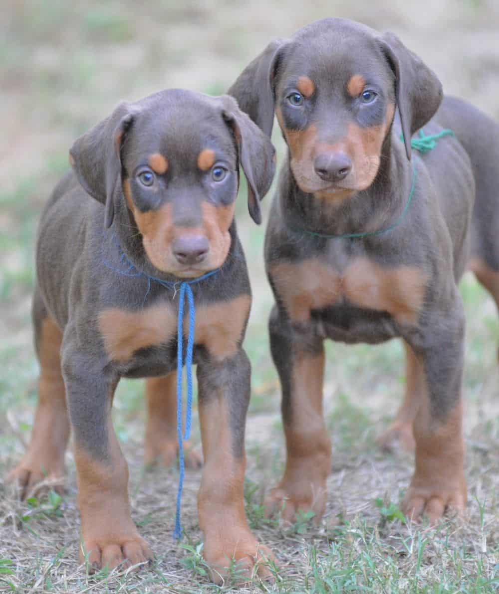 Doberman Pinscher  puppies