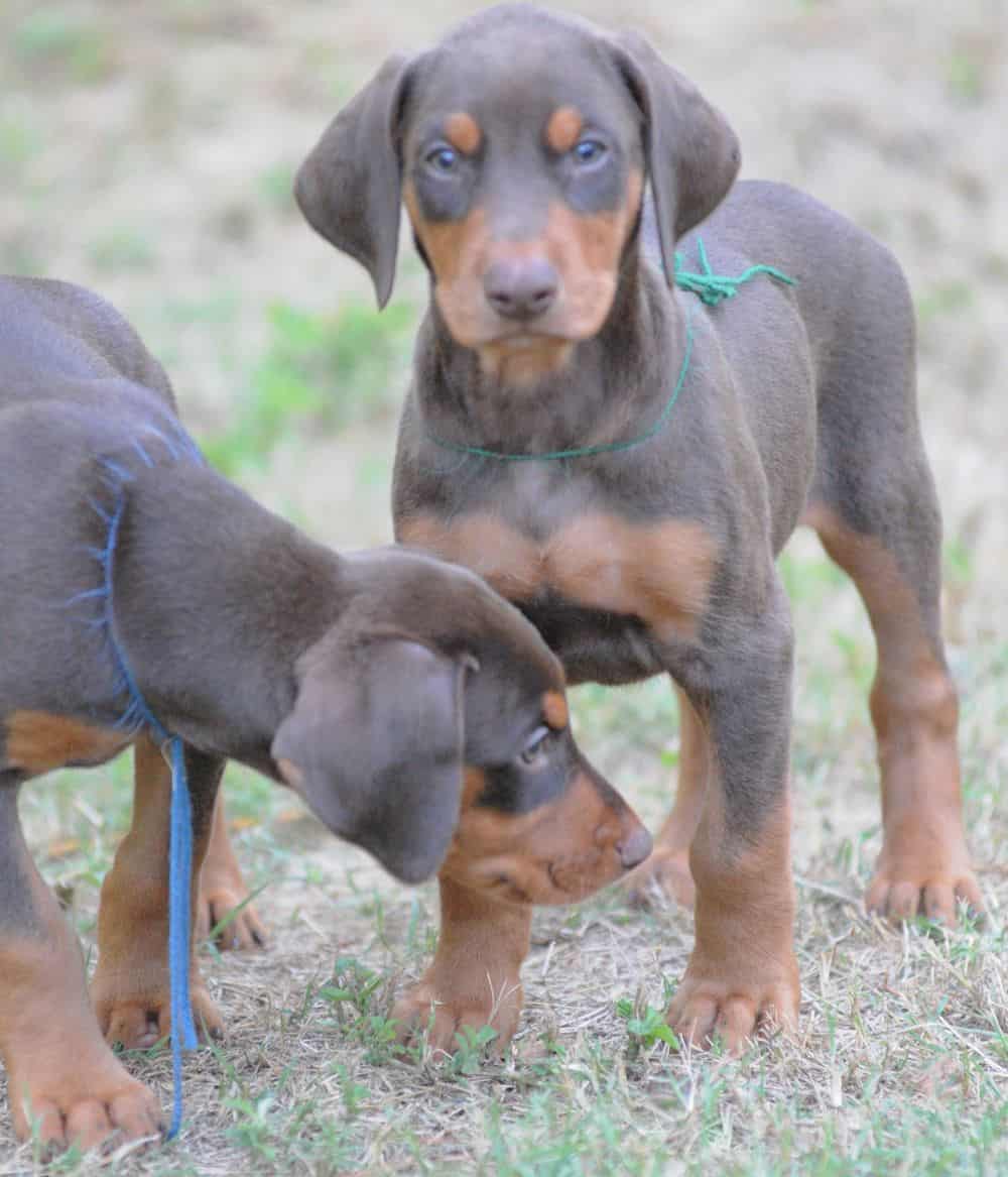 Doberman Pinscher  puppies