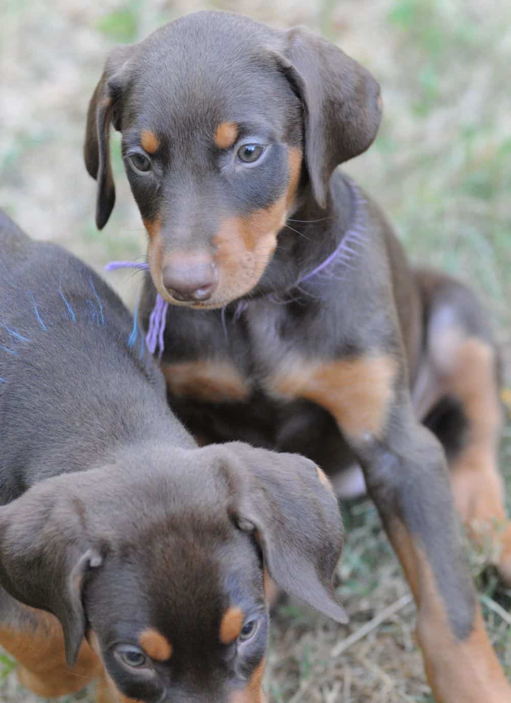 Doberman Pinscher  puppies