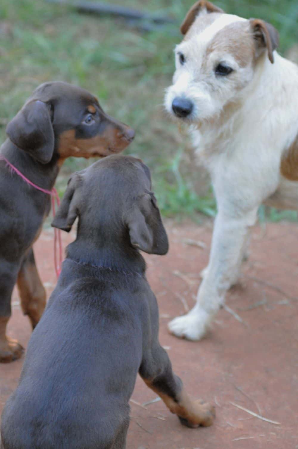 Doberman Pinscher  puppies