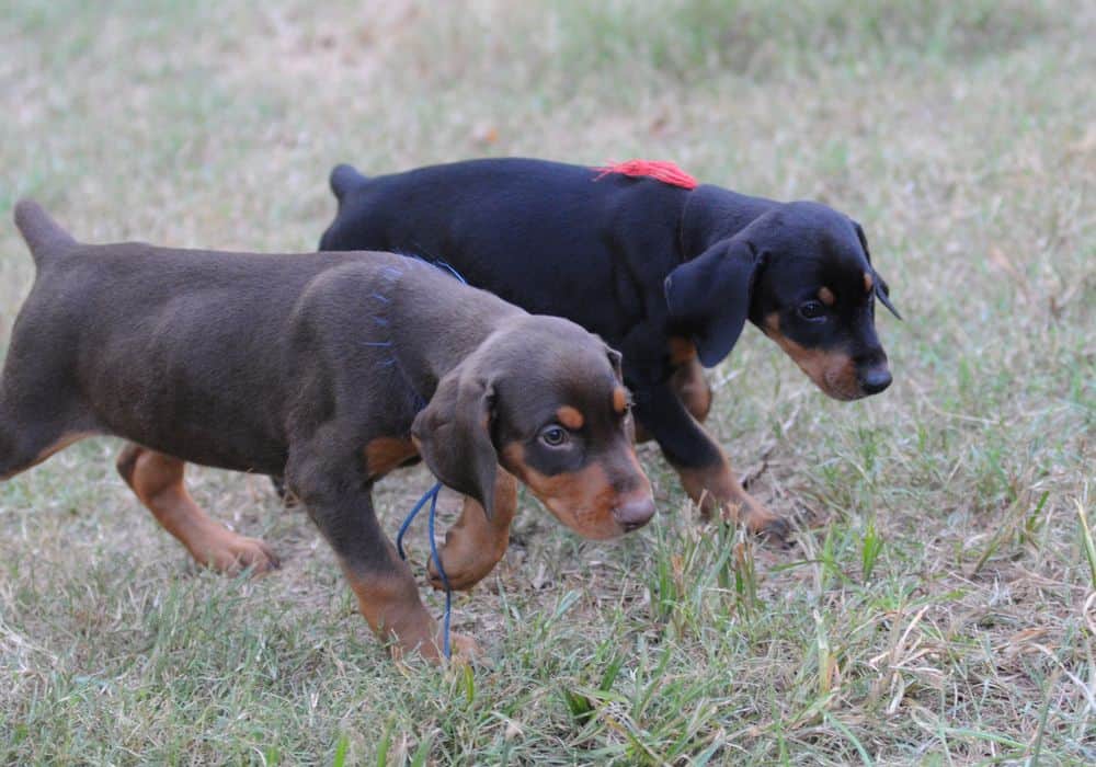 Doberman Pinscher  puppies