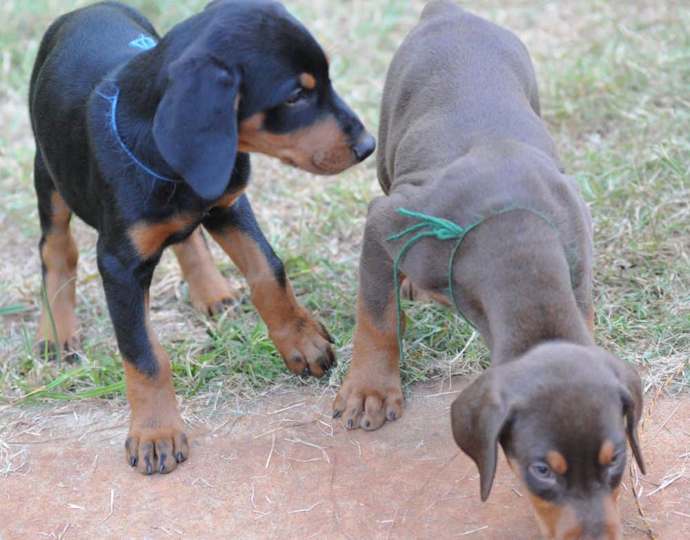 Doberman Pinscher  puppies