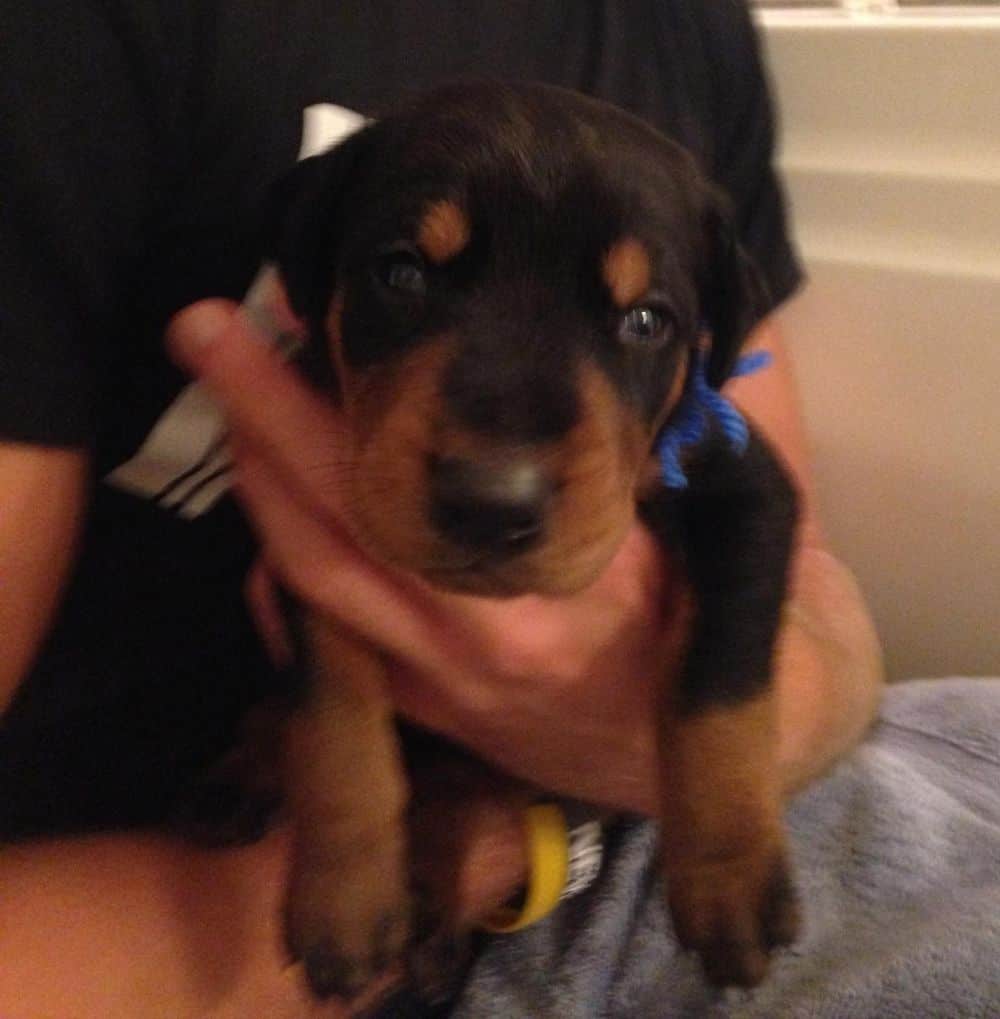 Black and rust male doberman puppy