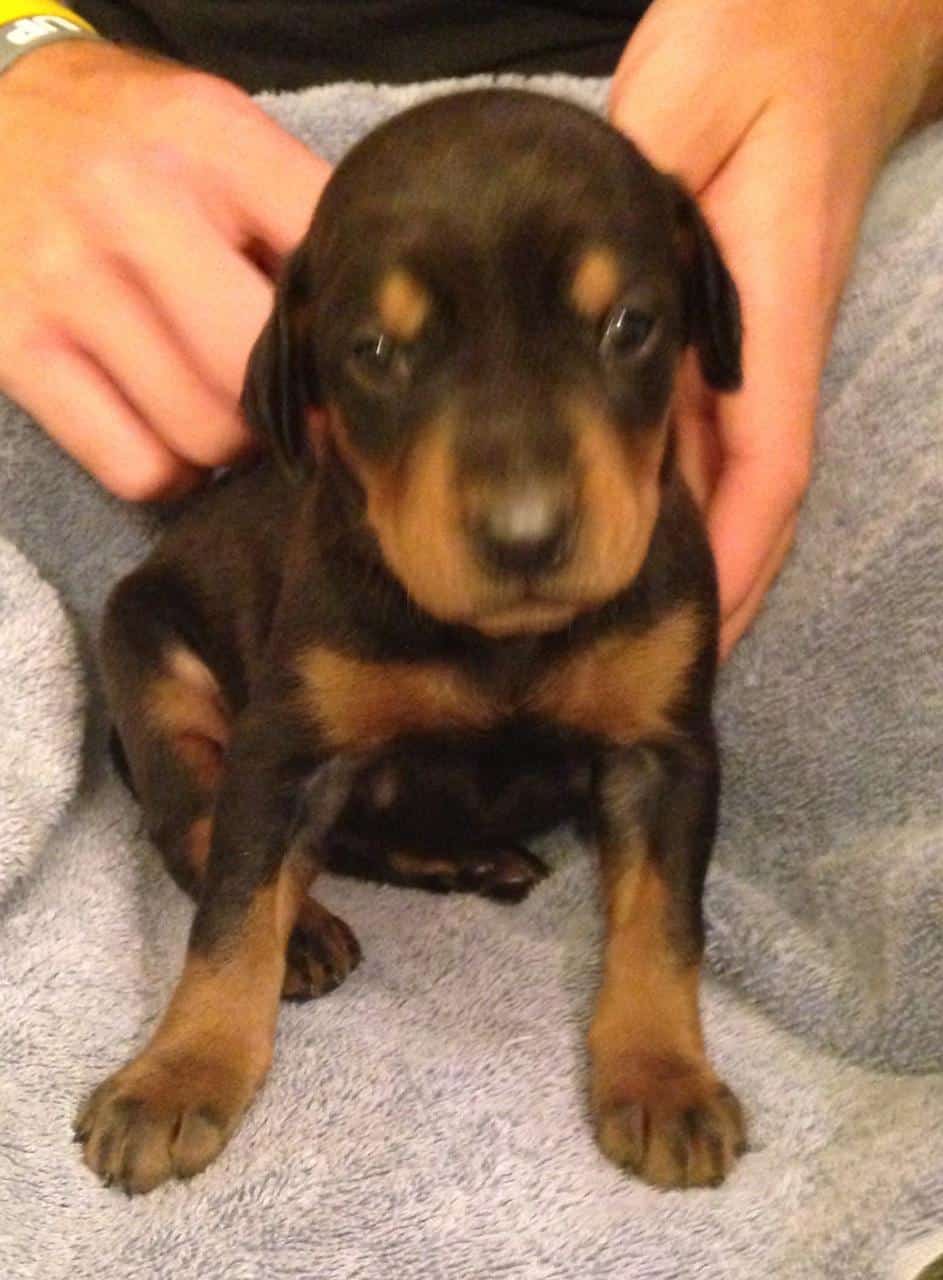 Black and rust male doberman puppy