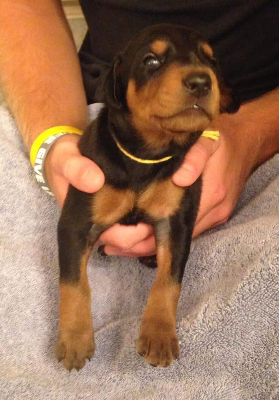 Black and rust male doberman puppy