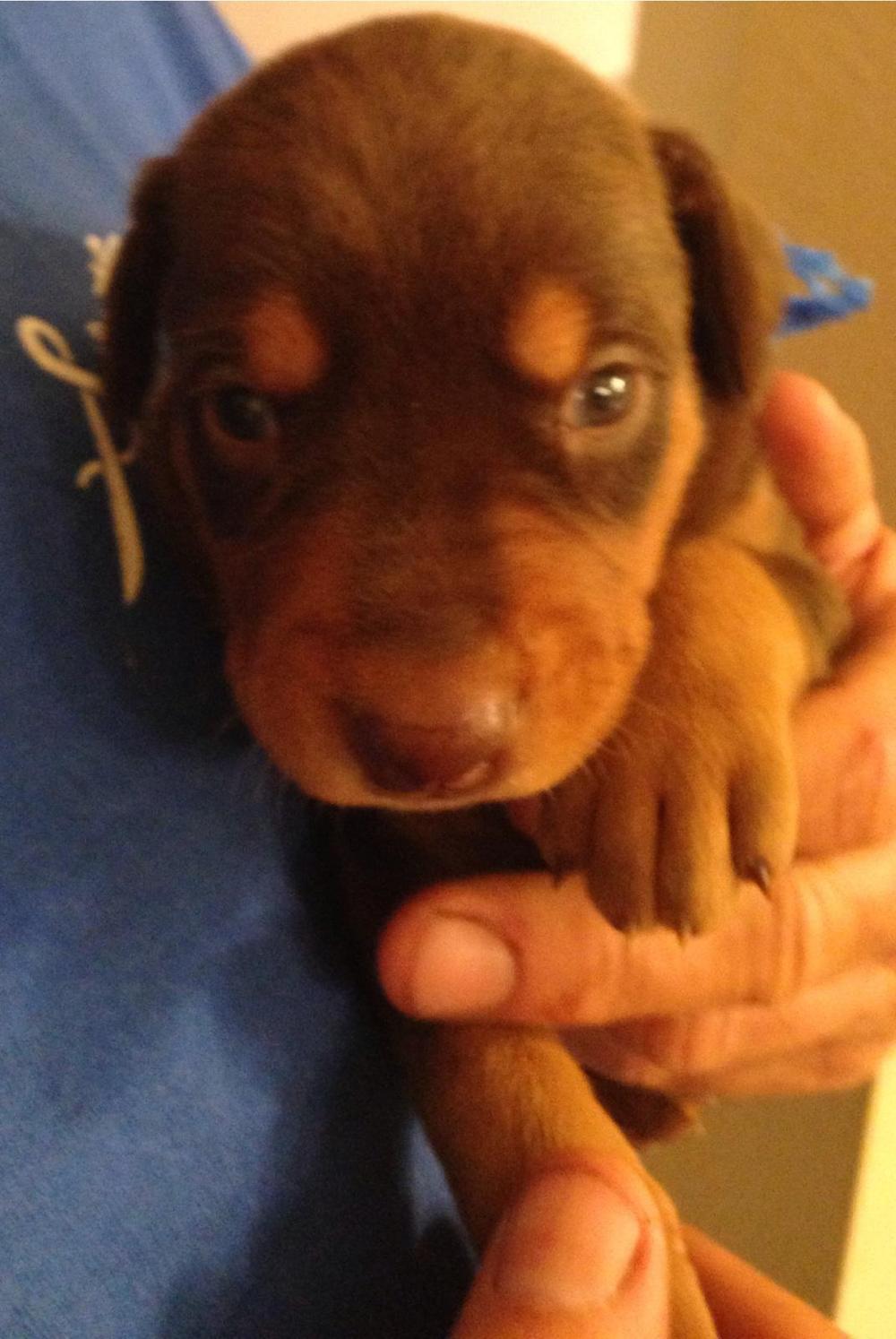 Red and rust male doberman puppy