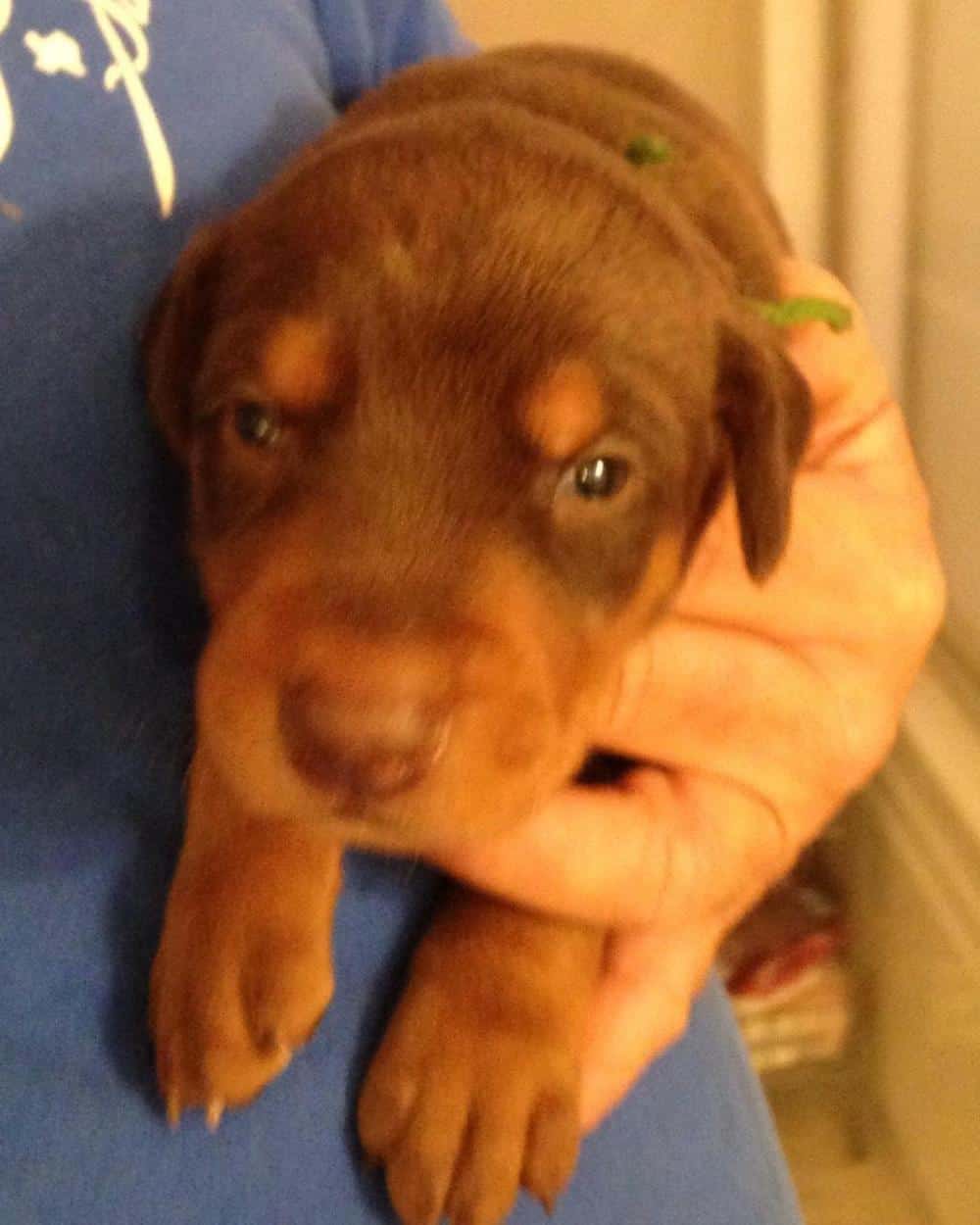 Red and rust male doberman puppy