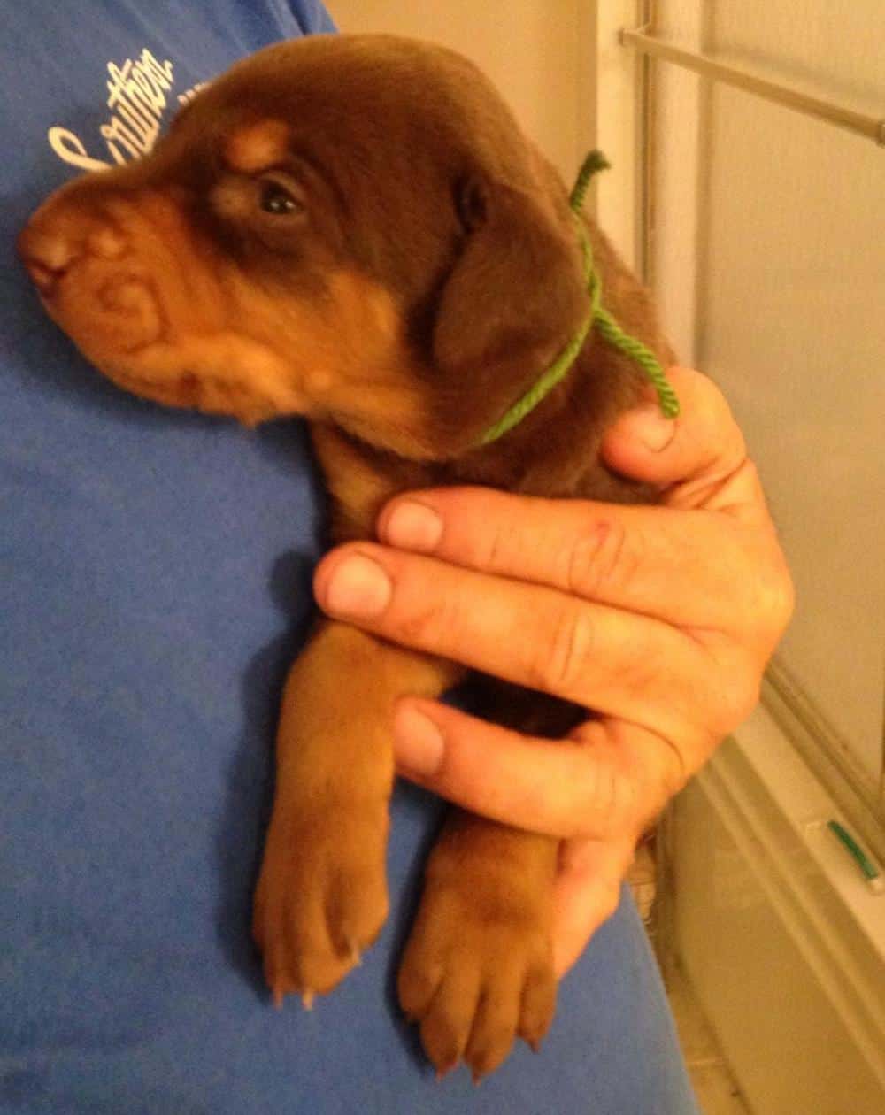 Red and rust male doberman puppy