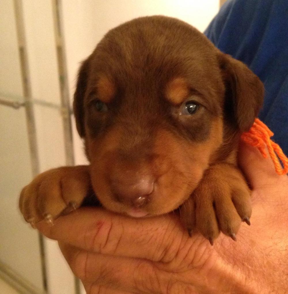 Red and rust male doberman puppy