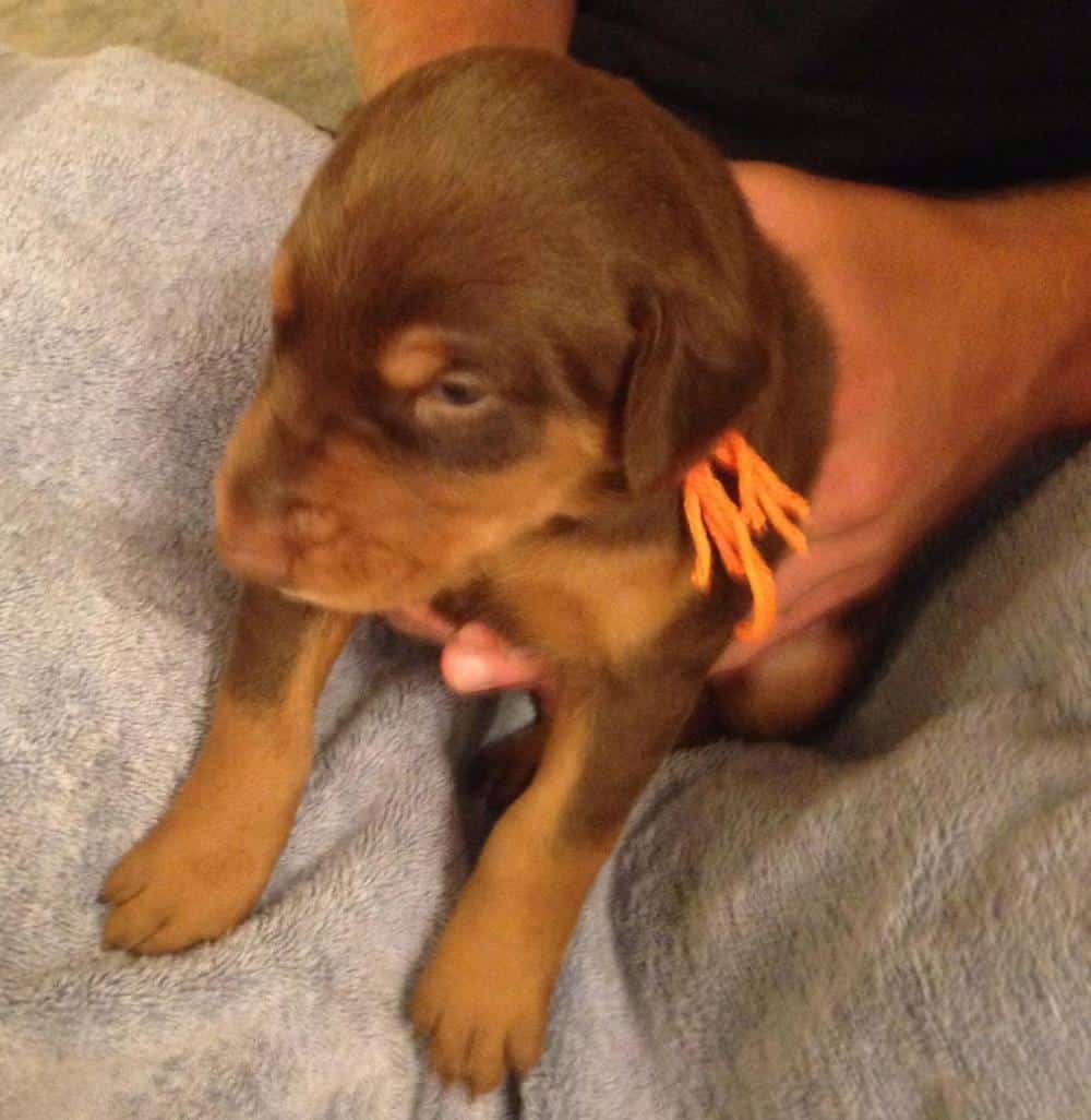 Red and rust male doberman puppy