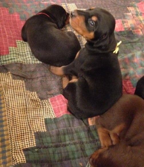 Doberman Pinscher puppies