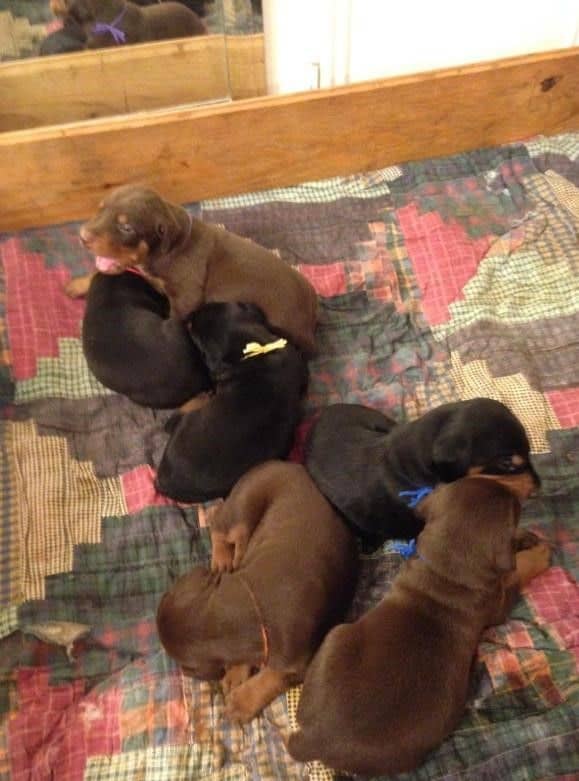 Doberman Pinscher puppies