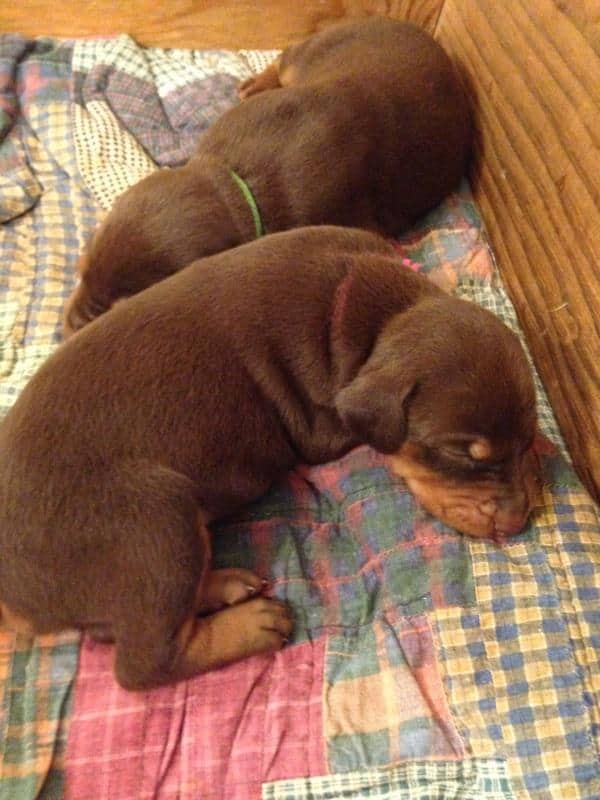 Doberman Pinscher puppies