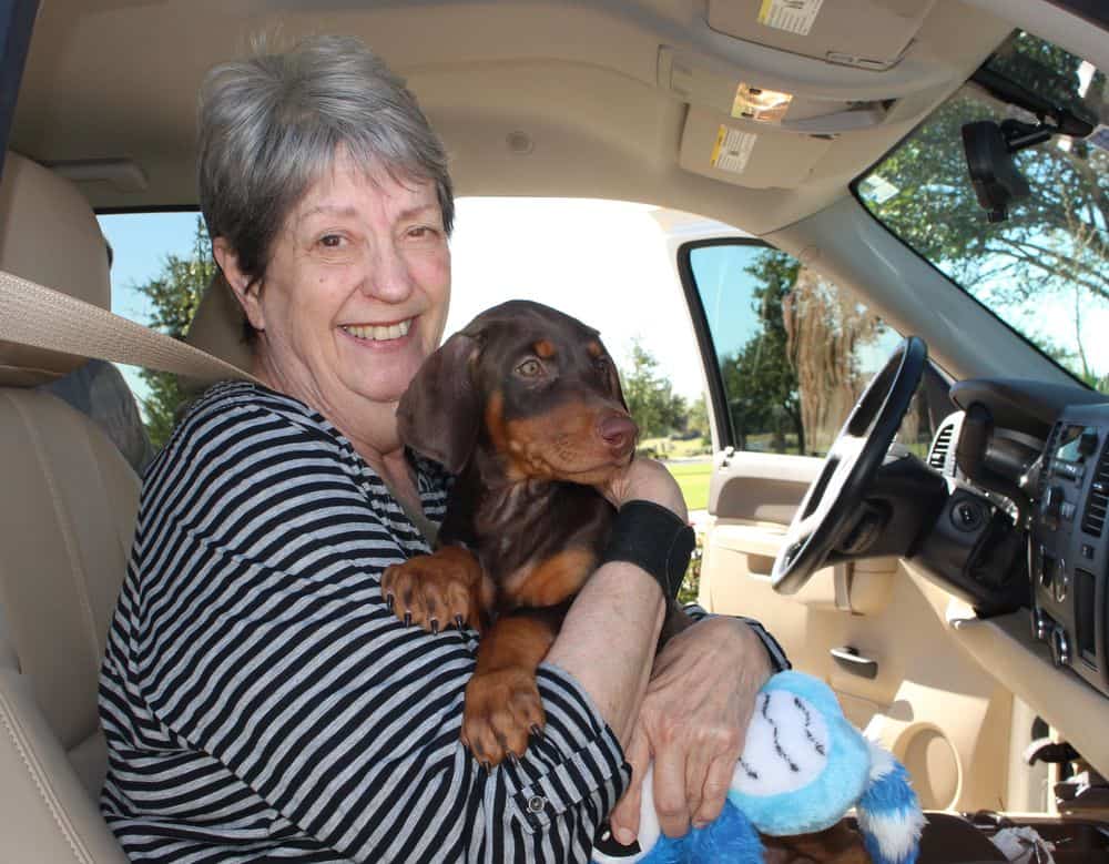 Doberman Pinscher  red and rust female pup with new owner