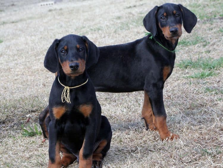 black and rust doberman puppies playing