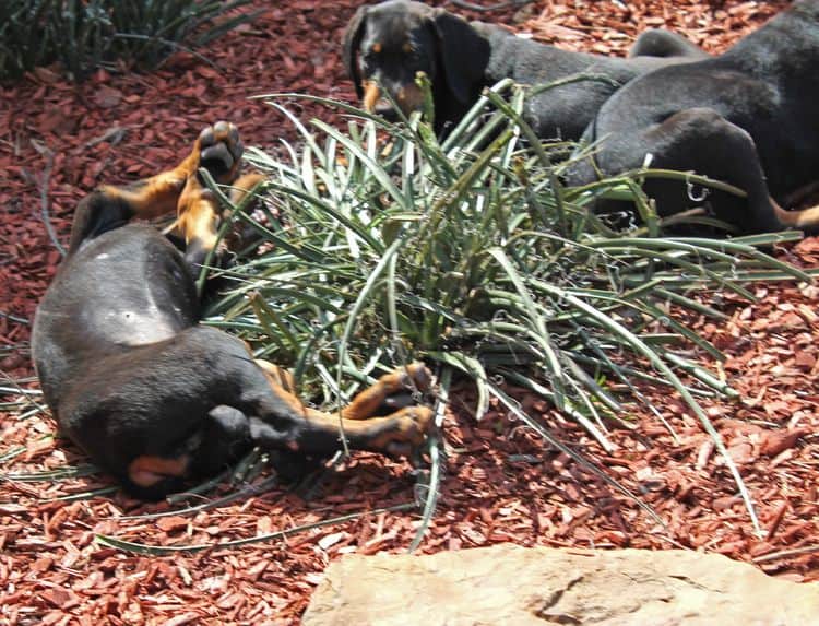 black and rust doberman puppies playing