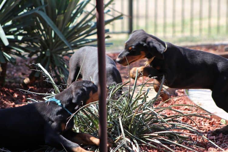 black and rust doberman puppies playing