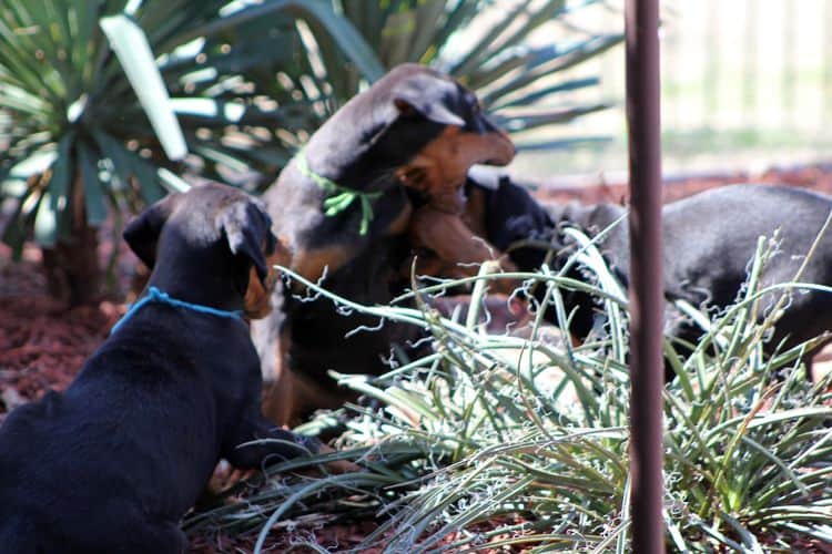 black and rust doberman puppies playing