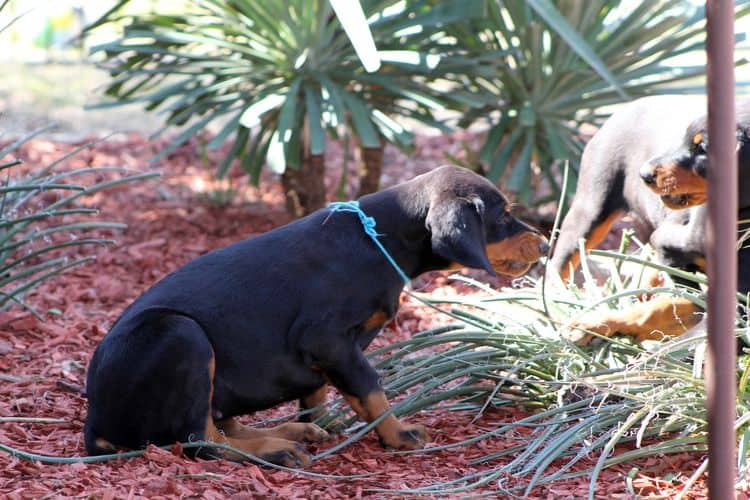 black and rust doberman puppies playing