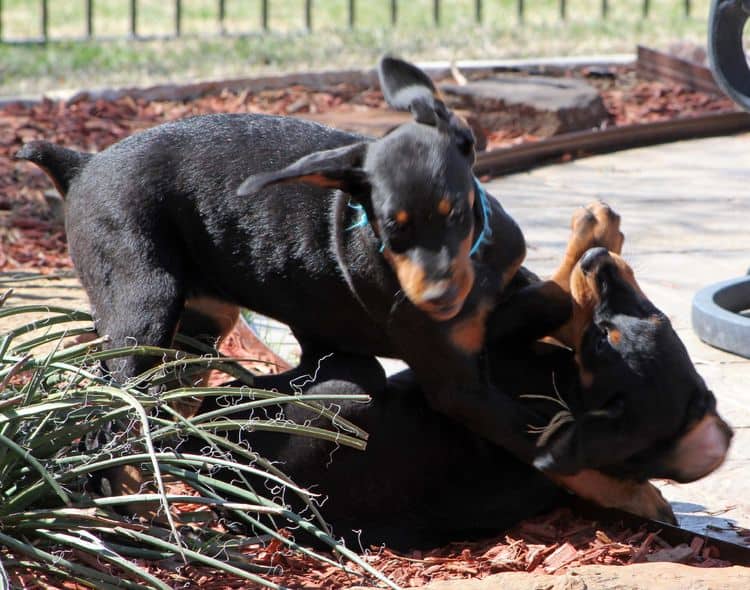 black and rust doberman puppies playing