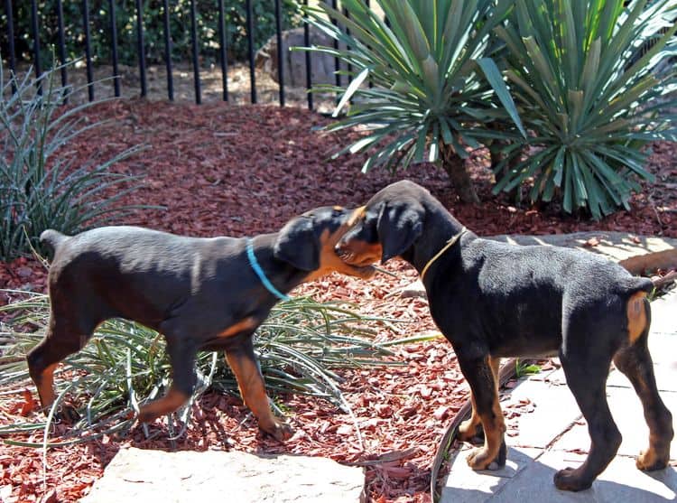 black and rust doberman puppies playing