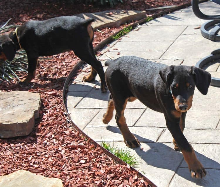 black and rust doberman puppies playing