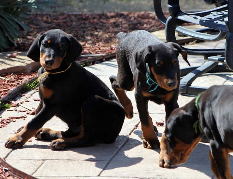 black and rust doberman puppies playing