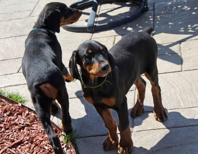 black and rust doberman puppies playing