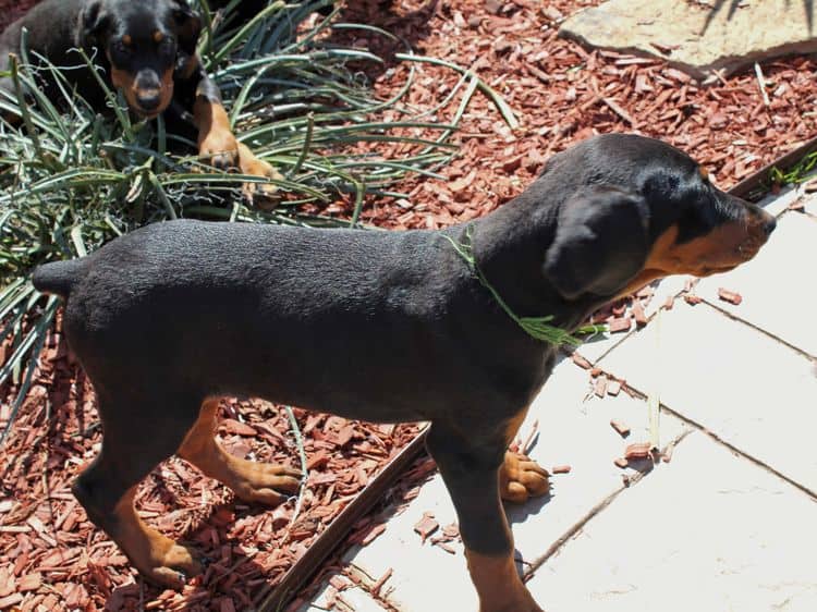 black and rust doberman puppies playing