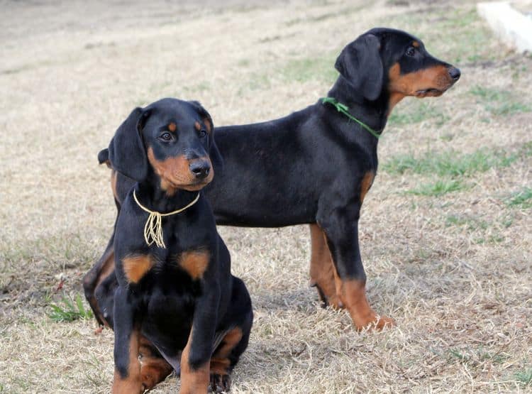 black and rust doberman puppies playing