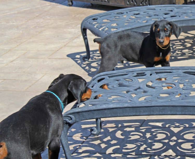 black and rust doberman puppies playing