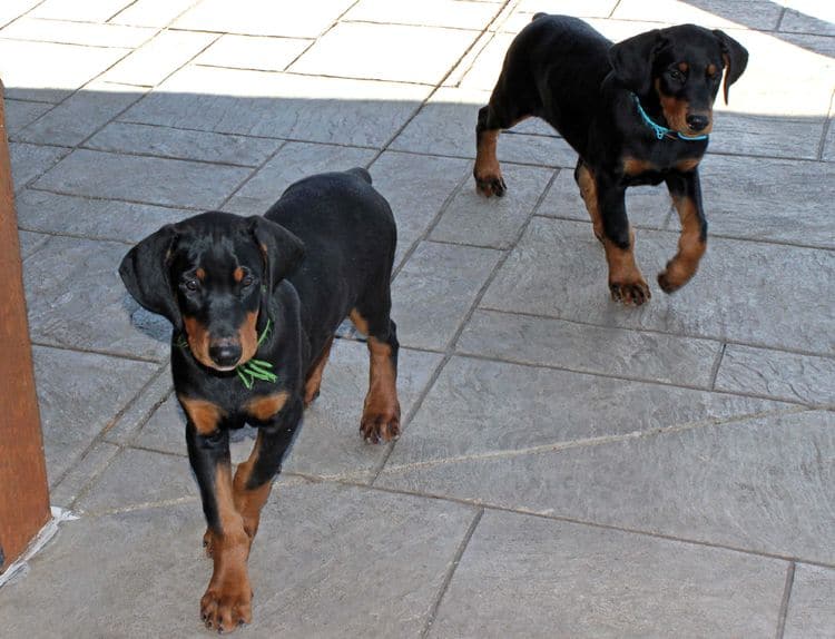 black and rust doberman puppies playing