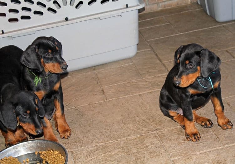 black and rust doberman puppies playing