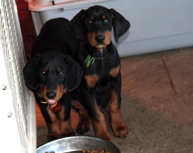 black and rust doberman puppies playing