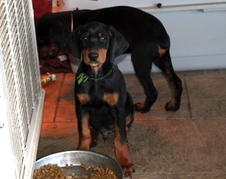 black and rust doberman puppies playing