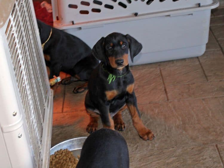 black and rust doberman puppies playing