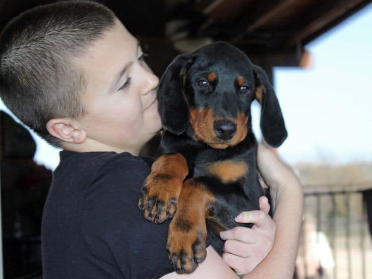 black and rust doberman puppies playing