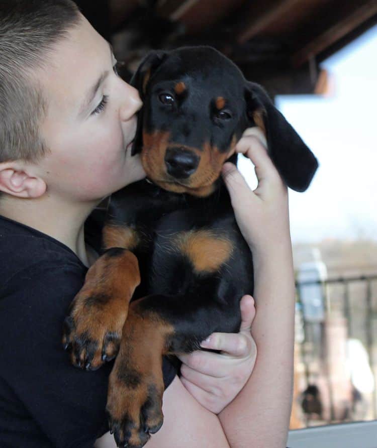 black and rust doberman puppies playing