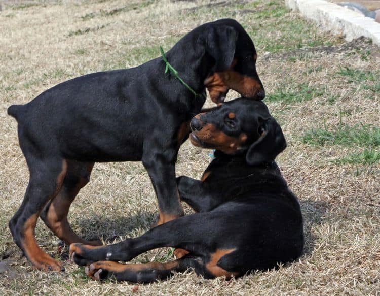 black and rust doberman puppies playing