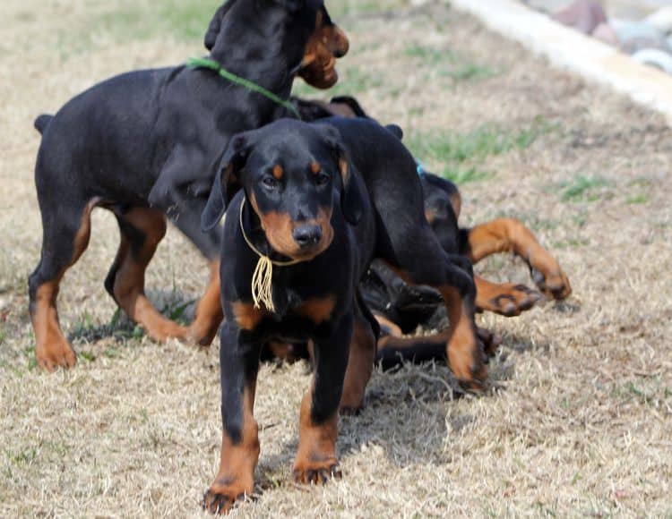 black and rust doberman puppies playing